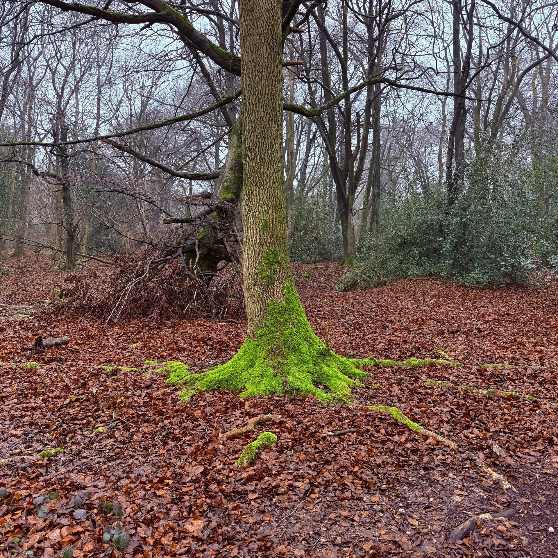 Moss tree